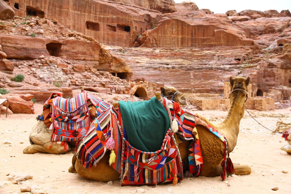Camels sit in ancient threate space, Aqaba