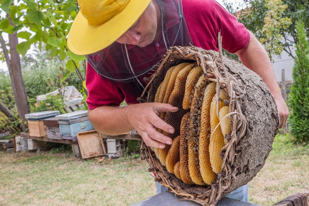 Beekeeper inspects one of his hives, Bitola