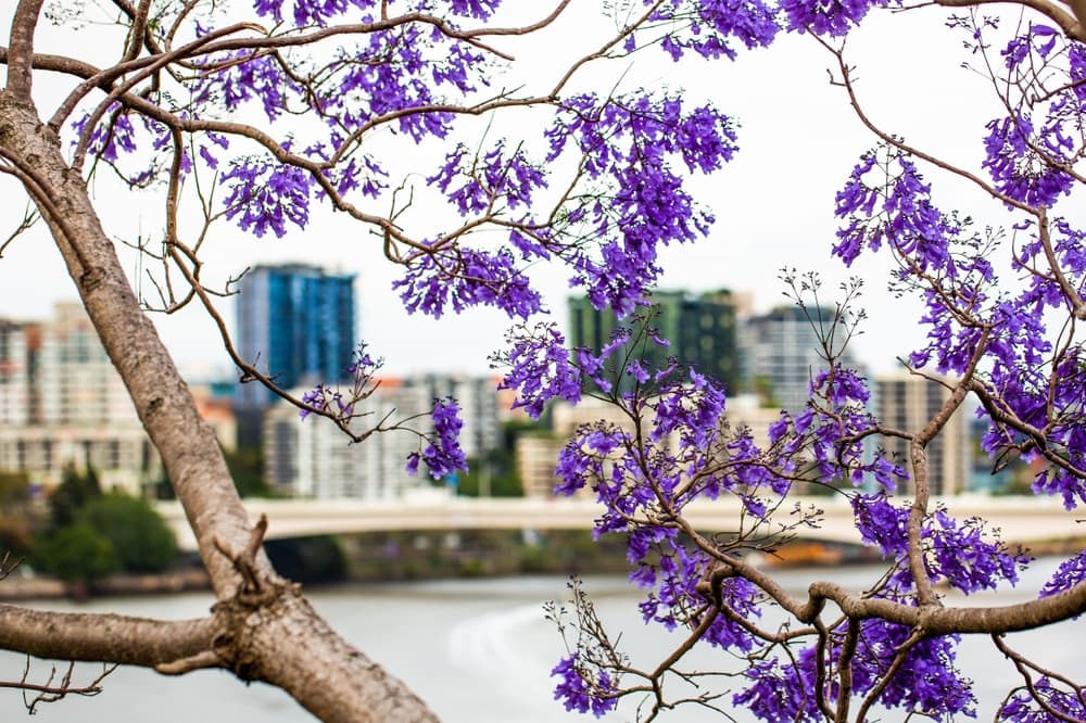 Brisbane