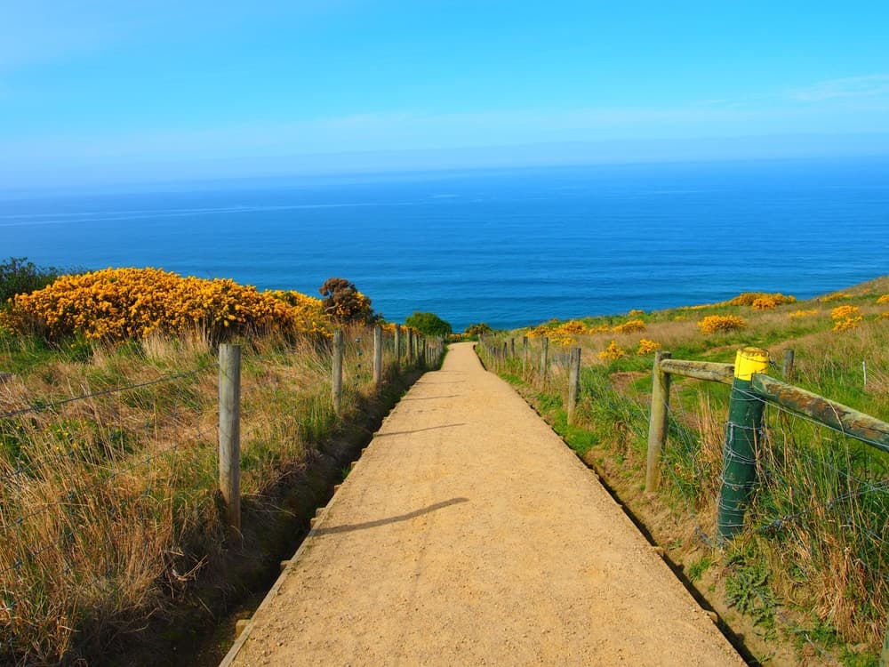 Narrow foot path leads to shoreline, Dunedin