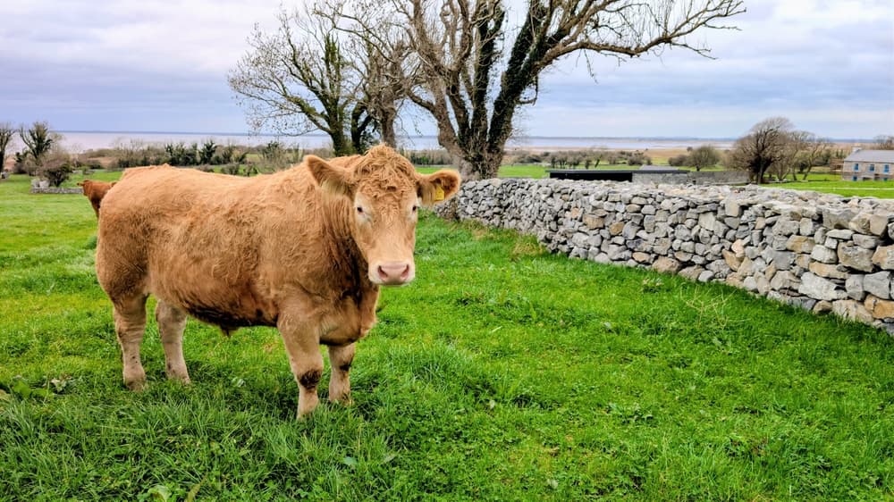 Brown Irish cow grazing outside the city, Galway