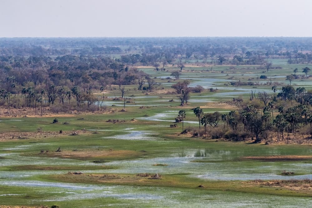 Aerial view of the marshland, Maun