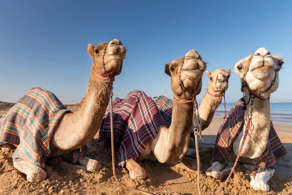 Ras Al Khaimah