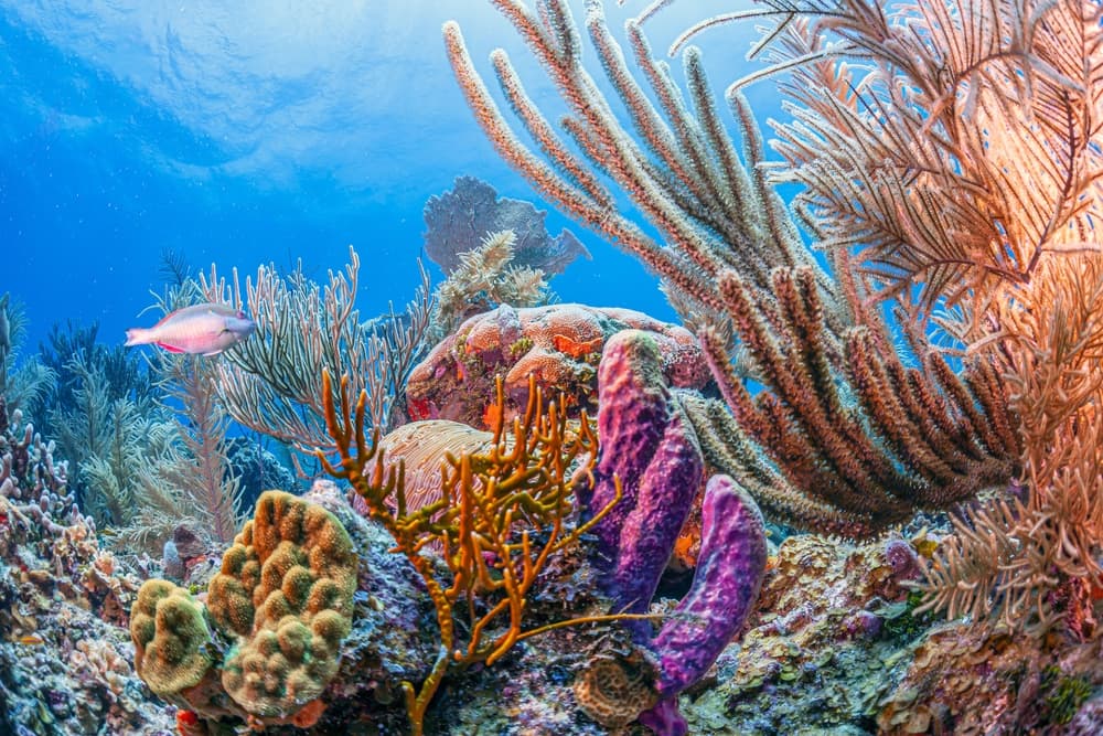 Coral reefs entice sea explorers to the area, Roatán