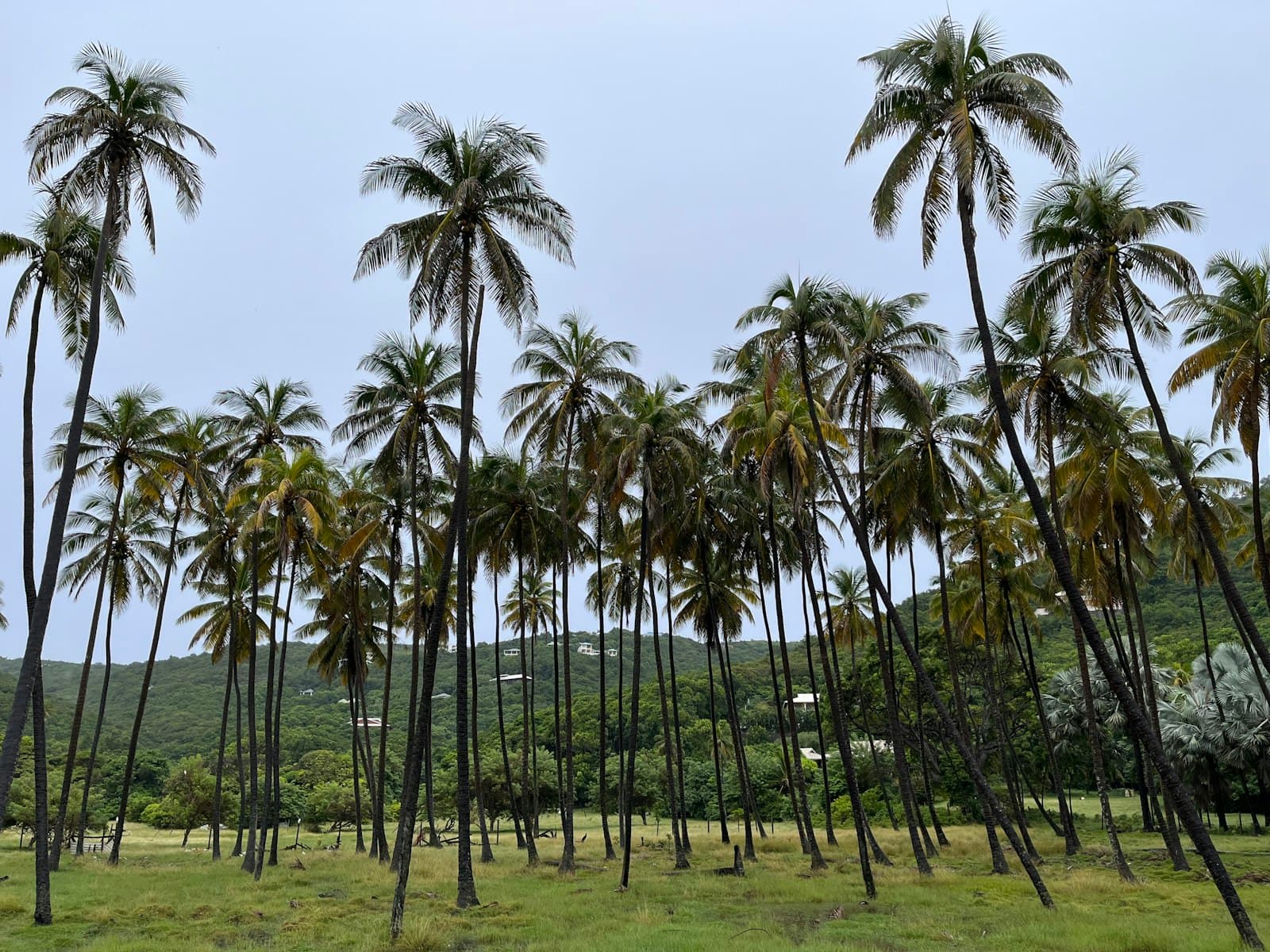 Coconut palms in a grassy field below hillside homes on Bequia