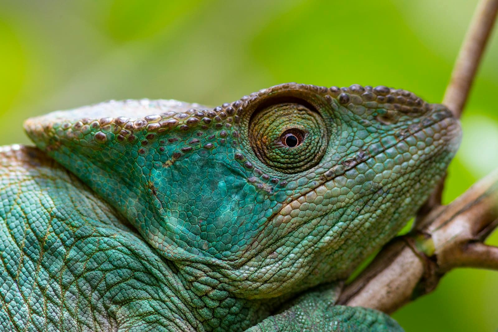 Close-up of a green chameleon on a branch in Madagascar