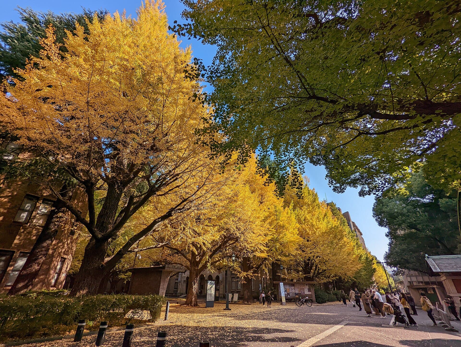 Tuition in Japan is 535,800 yen, whether you're American or not