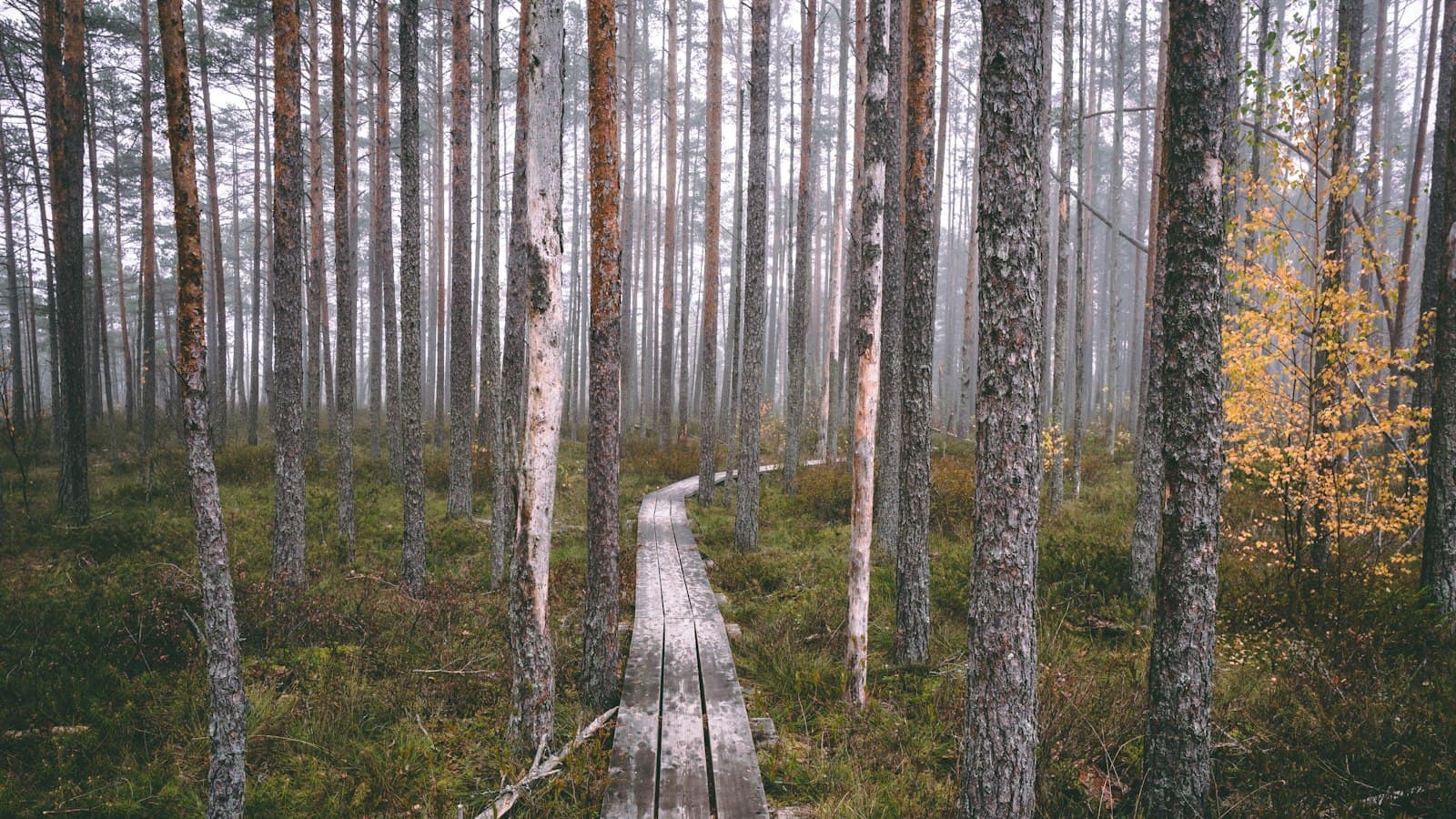 Wooden boardwalk through a misty pine bog in Latvia
