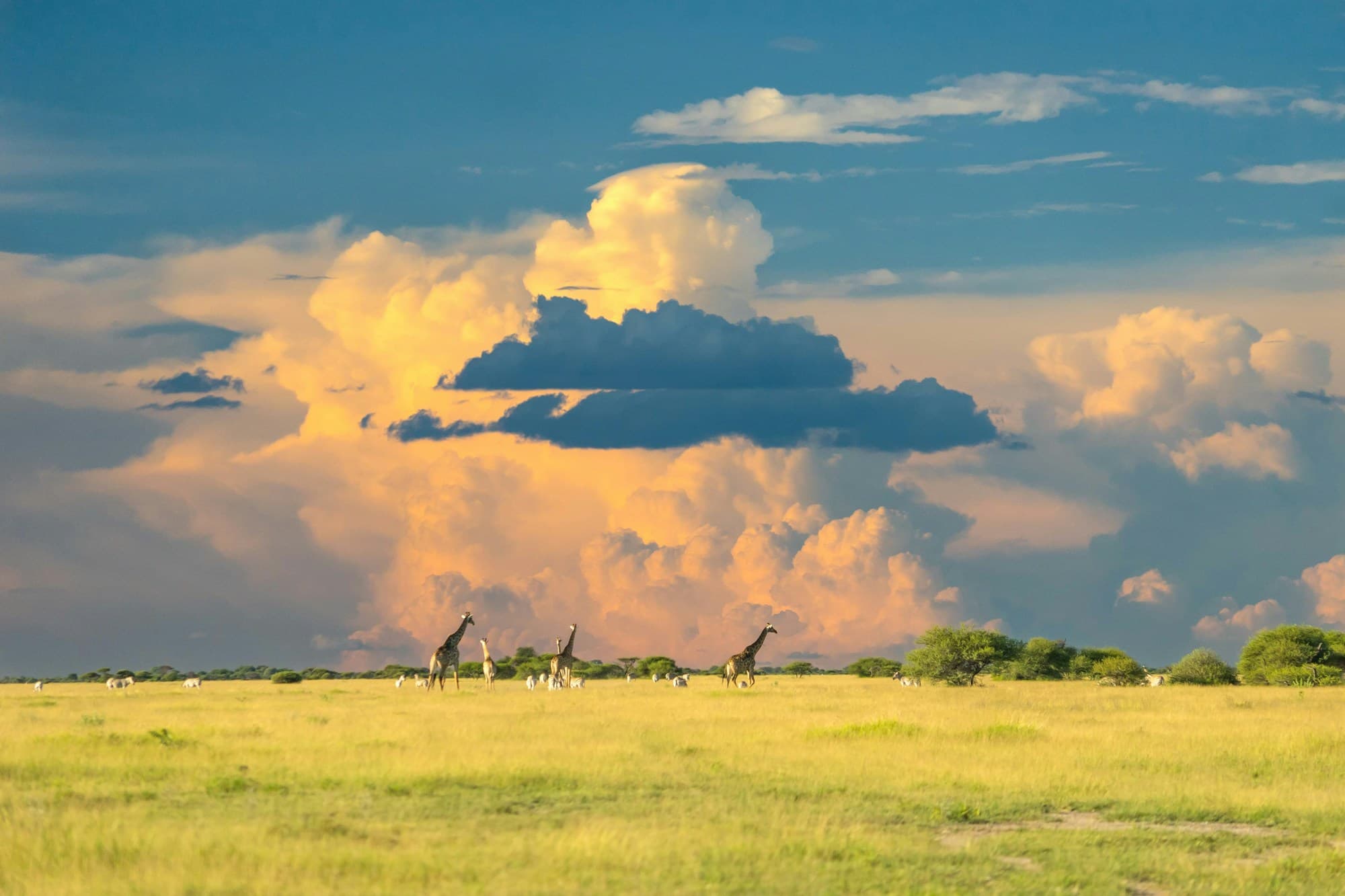 Botswana student visa: what Americans file instead