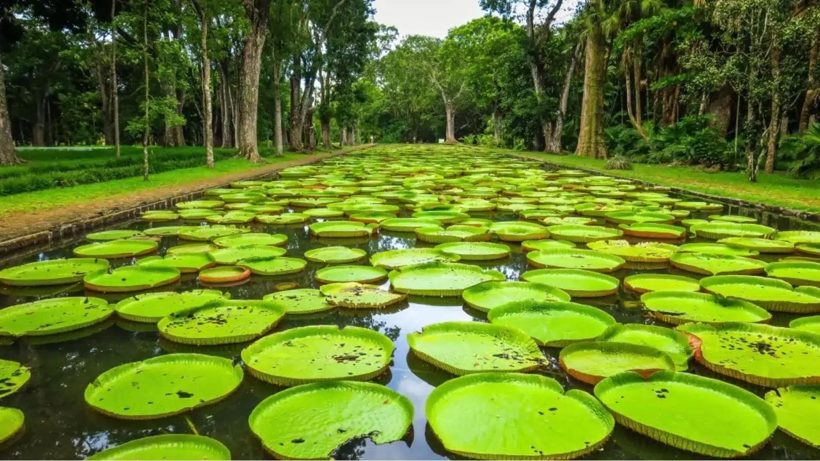 Giant water lily pads filling a pond at a botanical garden in Mauritius