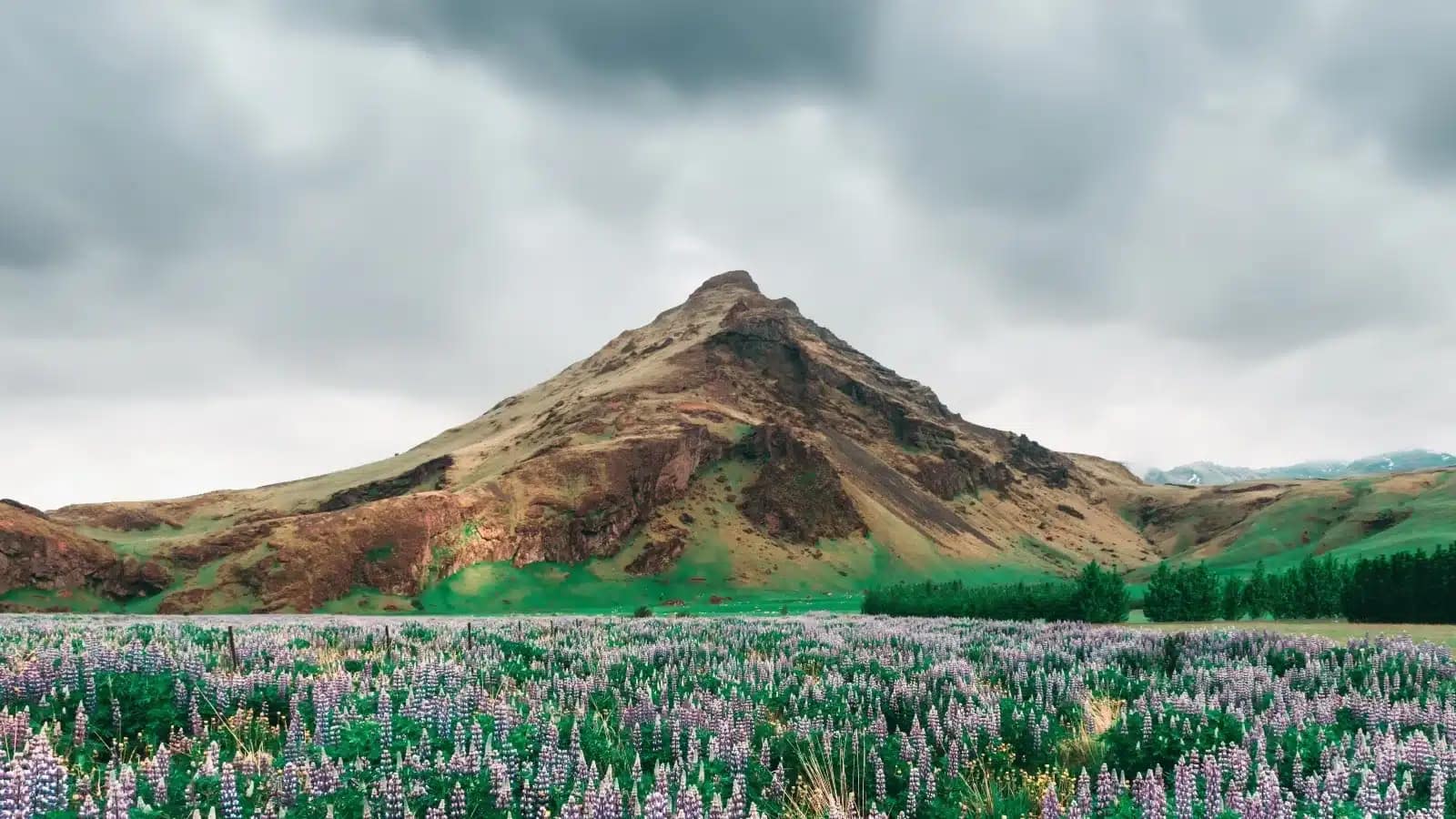 Purple lupine field below a rust-colored mountain in the Icelandic countryside