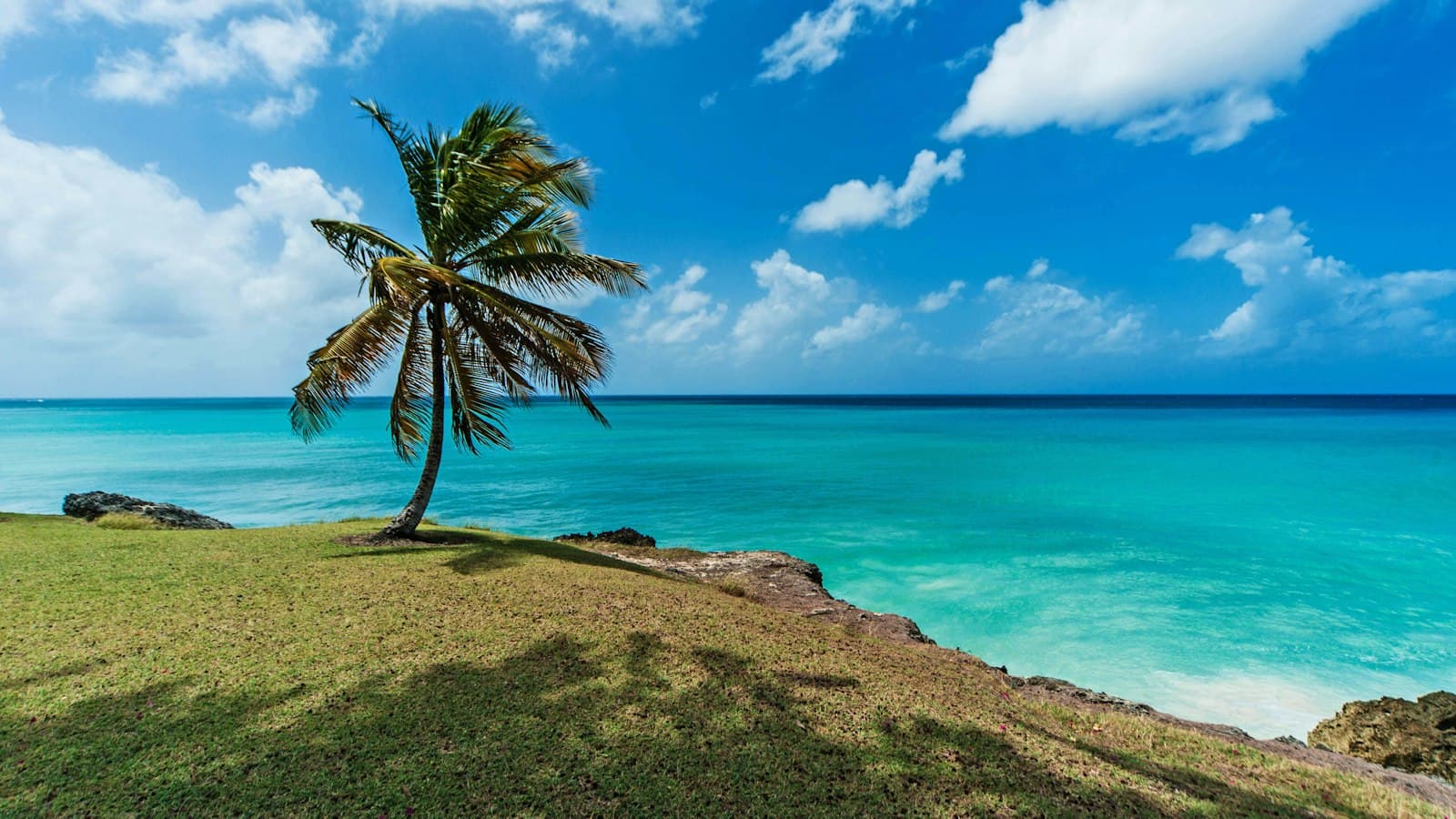 A lone palm tree on a grassy clifftop above turquoise water in Barbados