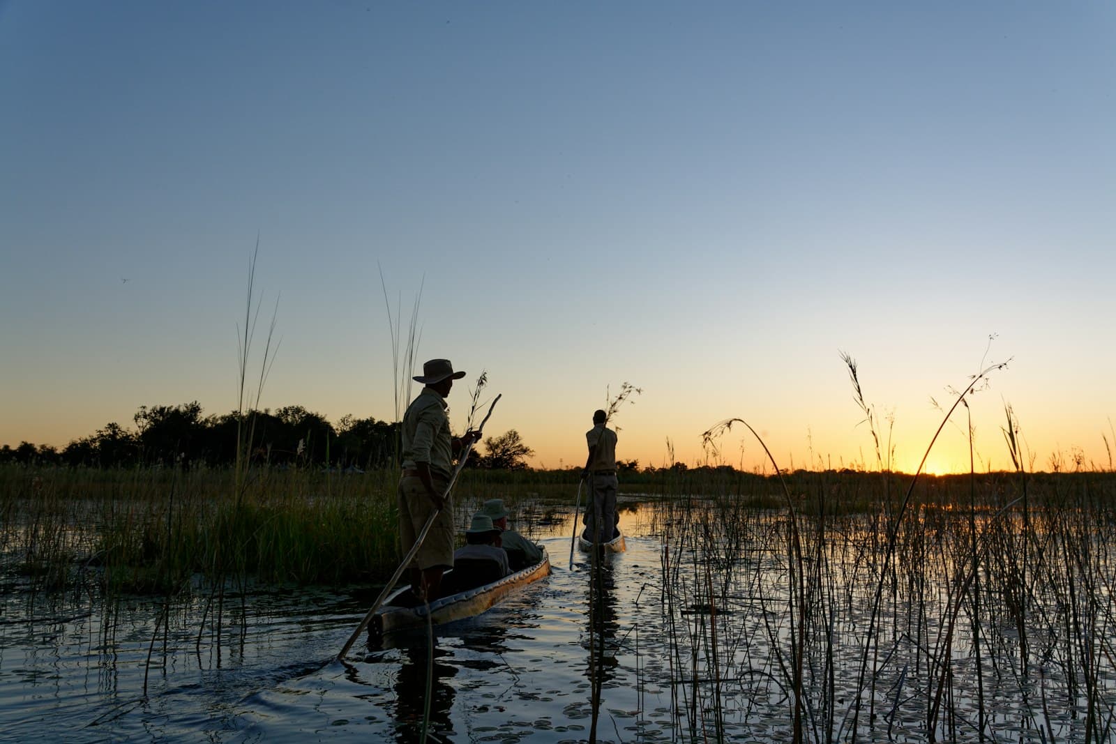 Guides poling mokoro canoes through the Okavango Delta reeds at sunset