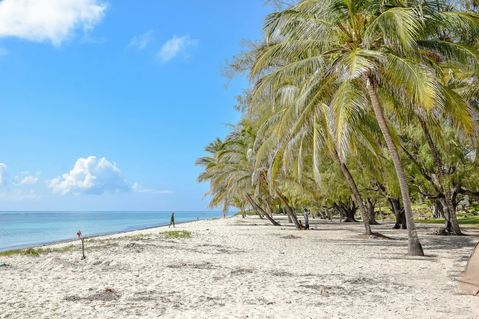 Palm trees leaning over a white sand beach on Kenya's Indian Ocean coast