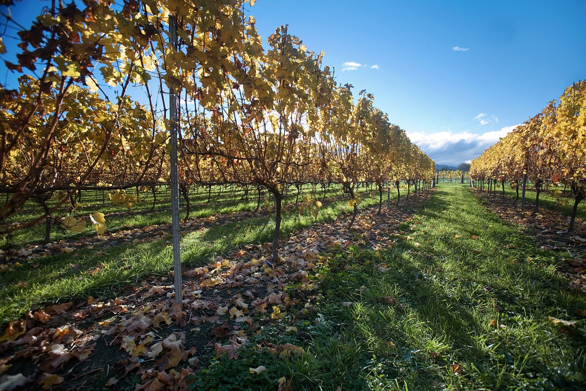 The picking work, region by region