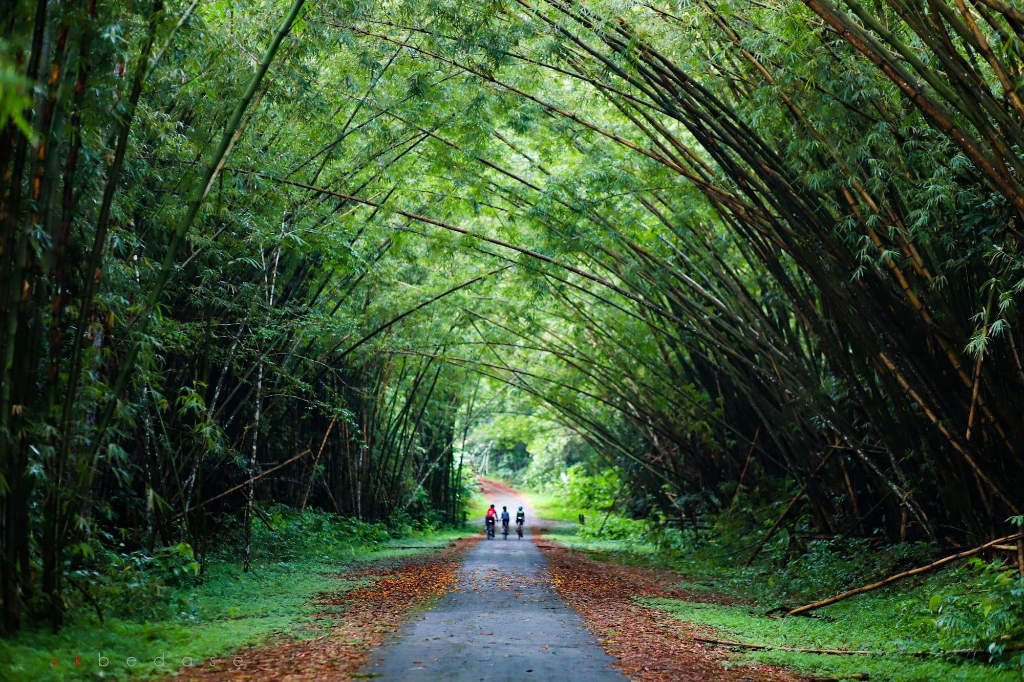 Three cyclists riding under an arch of bamboo on a forest road in Trinidad