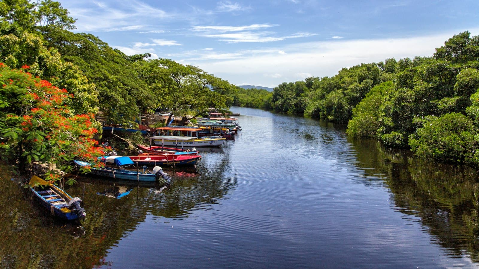 Painted wooden boats tied up under flowering trees along the Black River in Jamaica