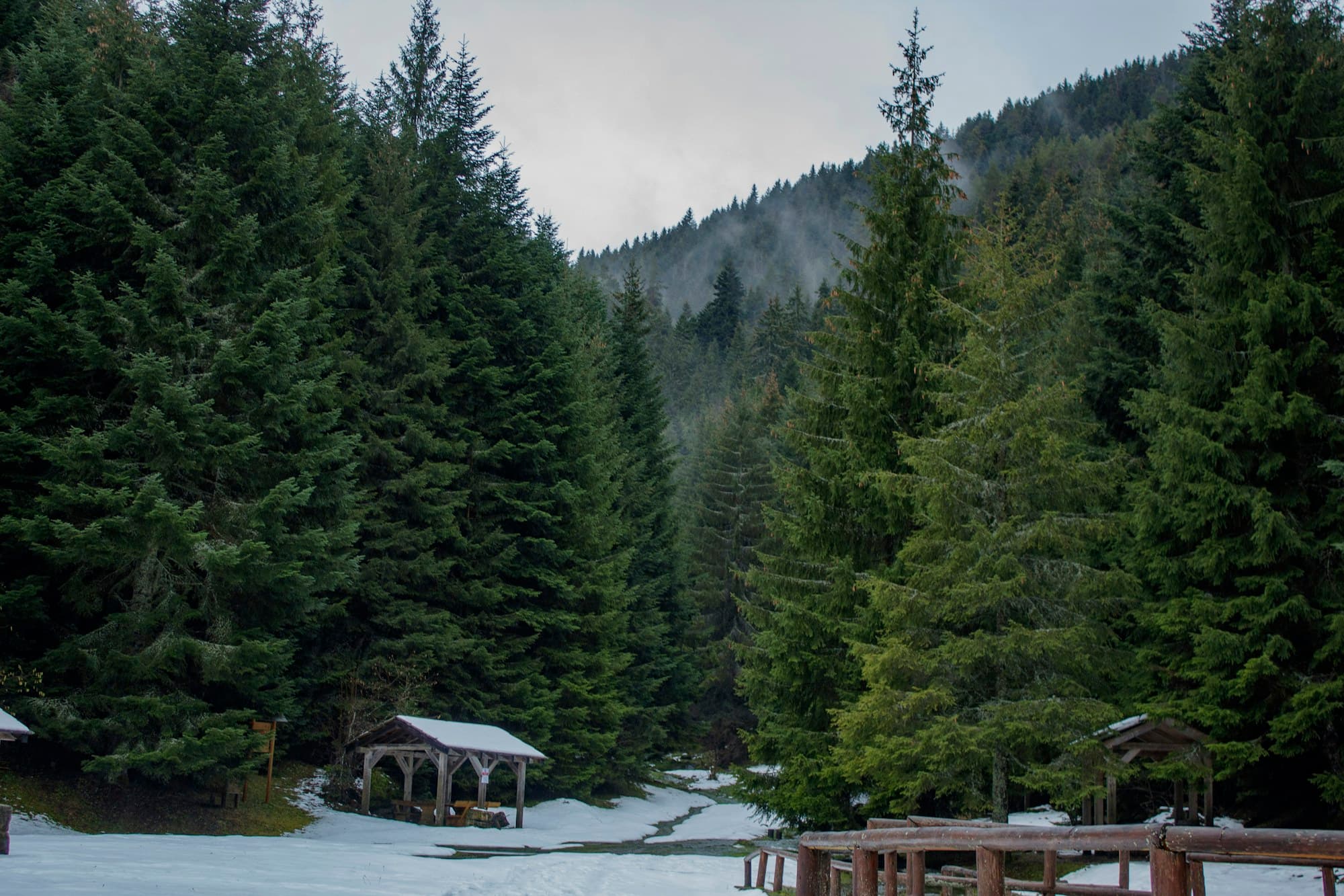 Snow and evergreen forest in the Bosnian mountains