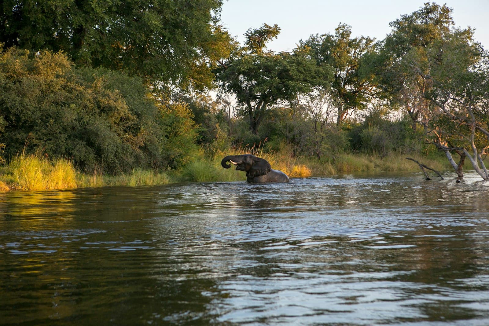 An elephant wading into a river at golden hour, with trees along the far bank