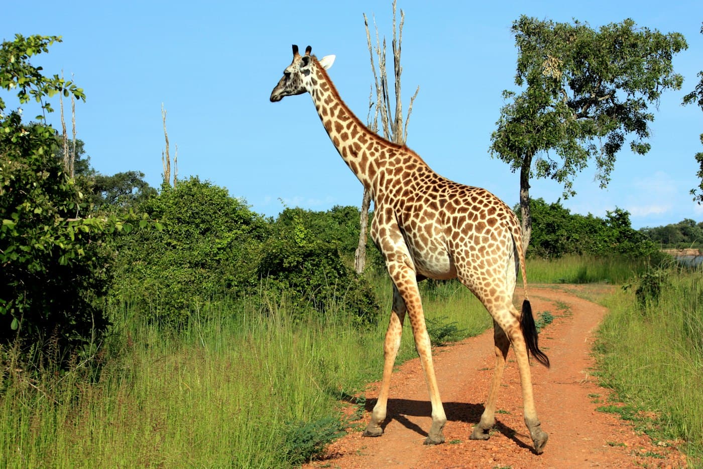 A giraffe crossing a red dirt track between green bushes under a clear blue sky