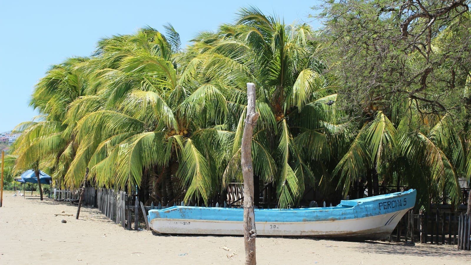 A blue fishing boat under palm trees on a Nicaraguan Pacific beach