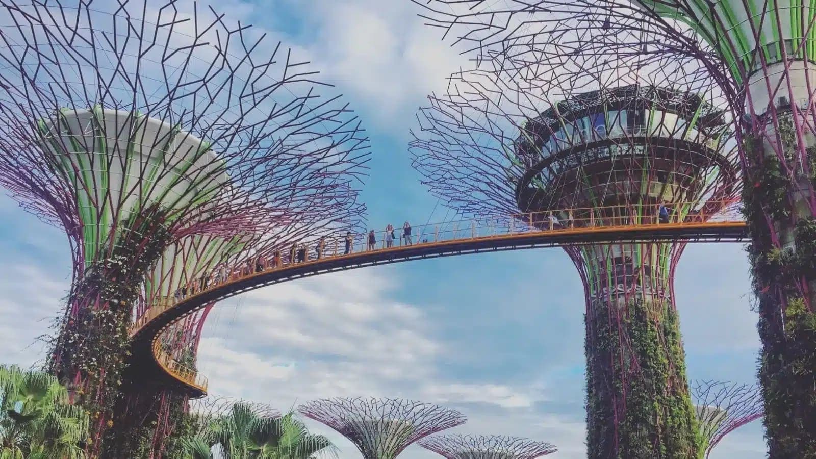 Visitors on the elevated walkway between the Supertrees at Gardens by the Bay