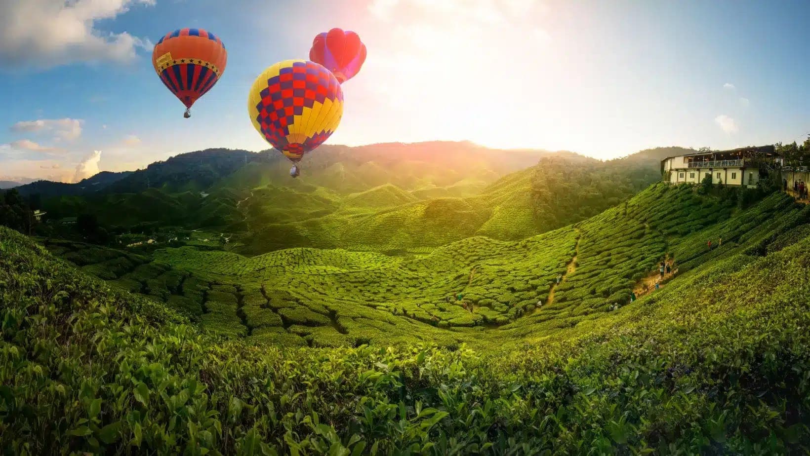 Rows of tea bushes on rolling hills in the Cameron Highlands, Malaysia, with hot air balloons at sunrise