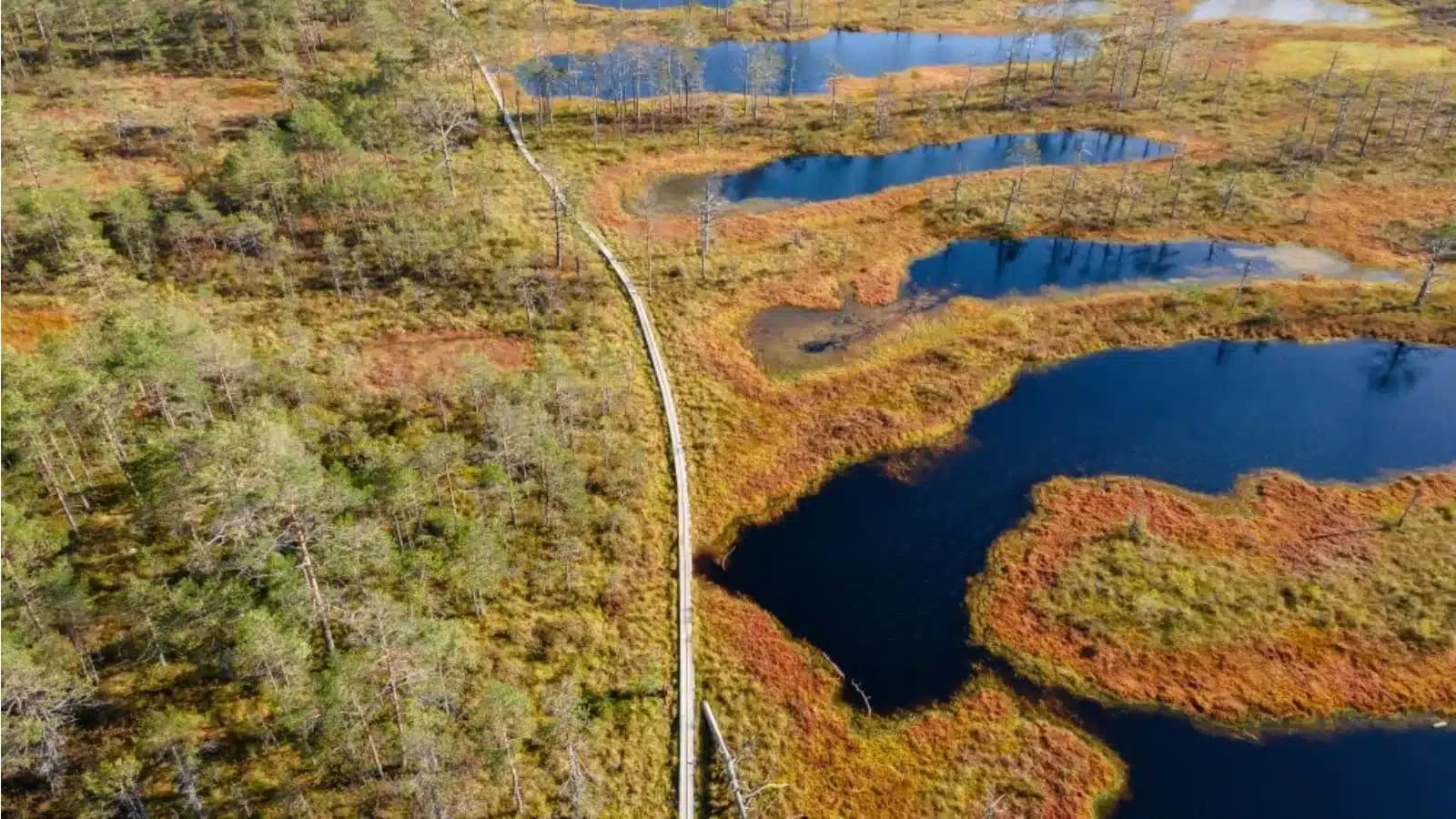 A wooden boardwalk crossing a bog of dark pools and autumn-red moss in Estonia