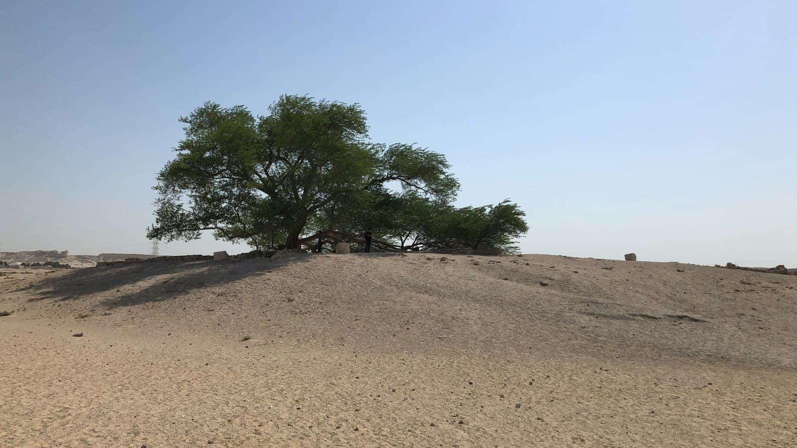 The Tree of Life, a lone mesquite tree on a sandy rise in the Bahraini desert
