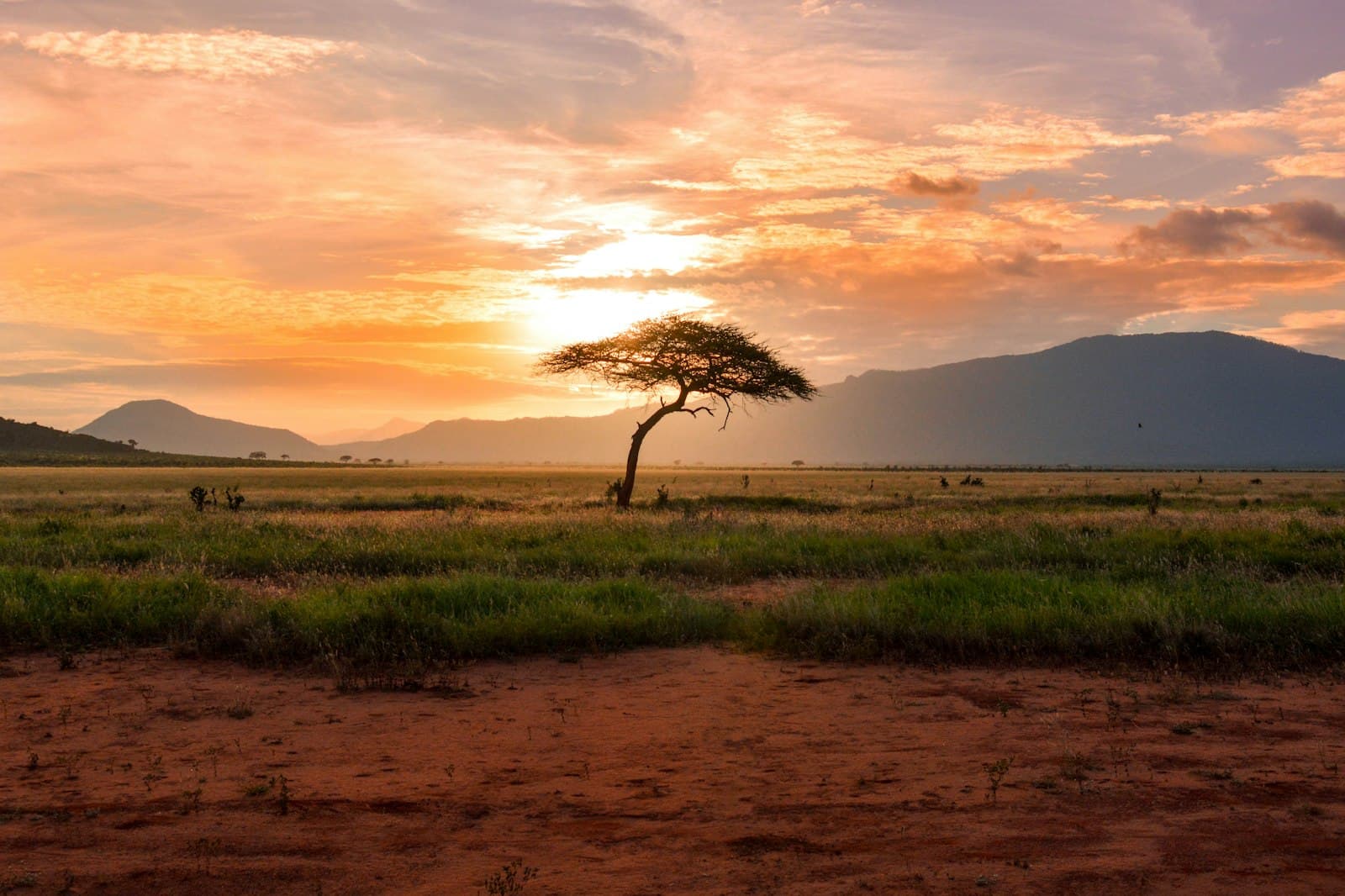 An acacia tree on the savanna at sunset in southern Kenya