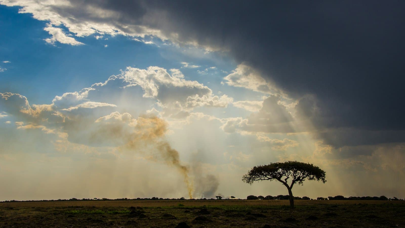 A lone acacia tree on open grassland under a dramatic rainy-season sky