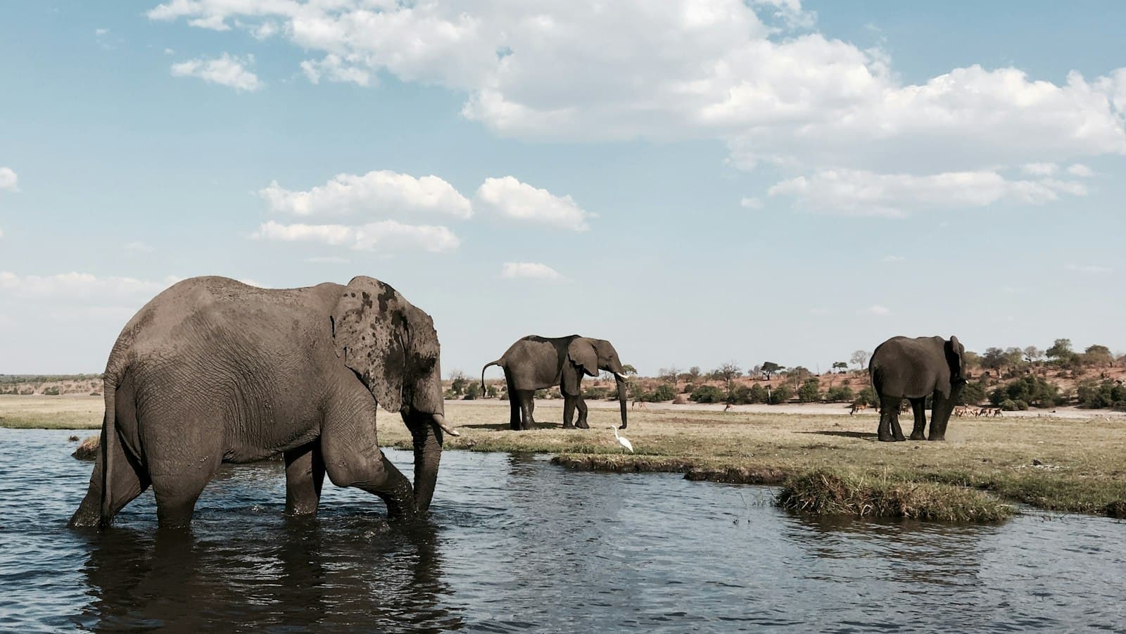 Elephants wading and grazing along the Chobe River under a blue sky