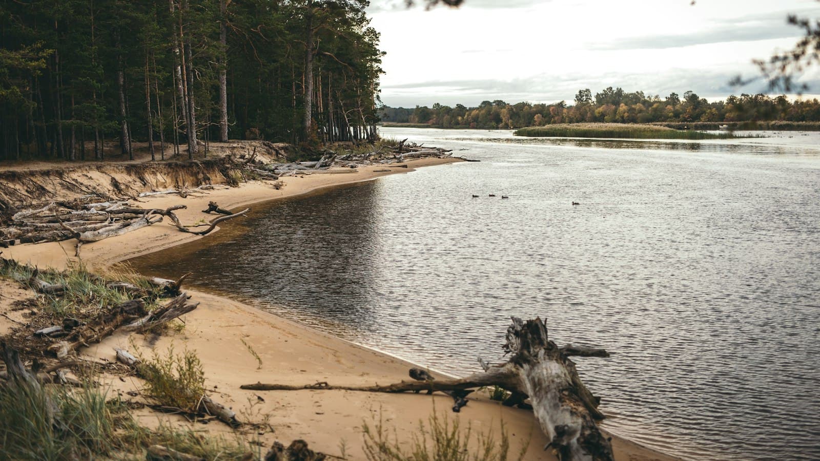 Sandy riverbank with driftwood and pine forest on the Latvian coast