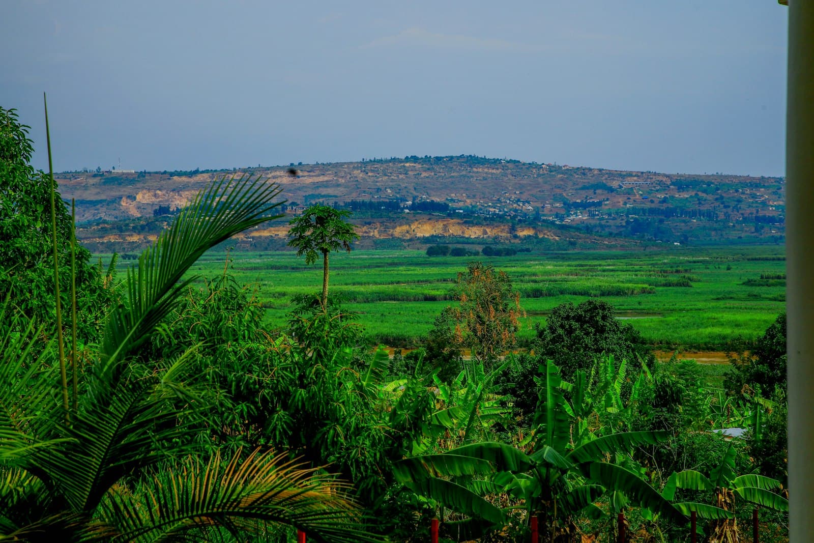 Green farmland and hills in Rwanda seen through banana and palm trees