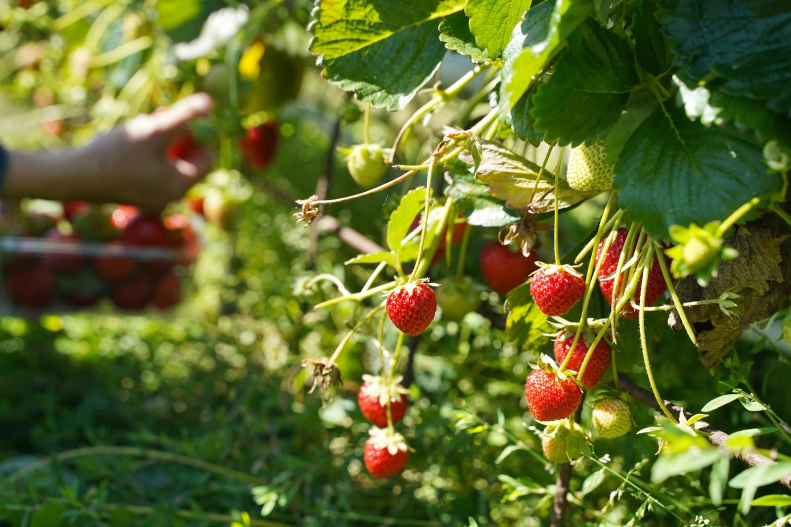 A hand reaches for ripe strawberries on the plant during a summer harvest