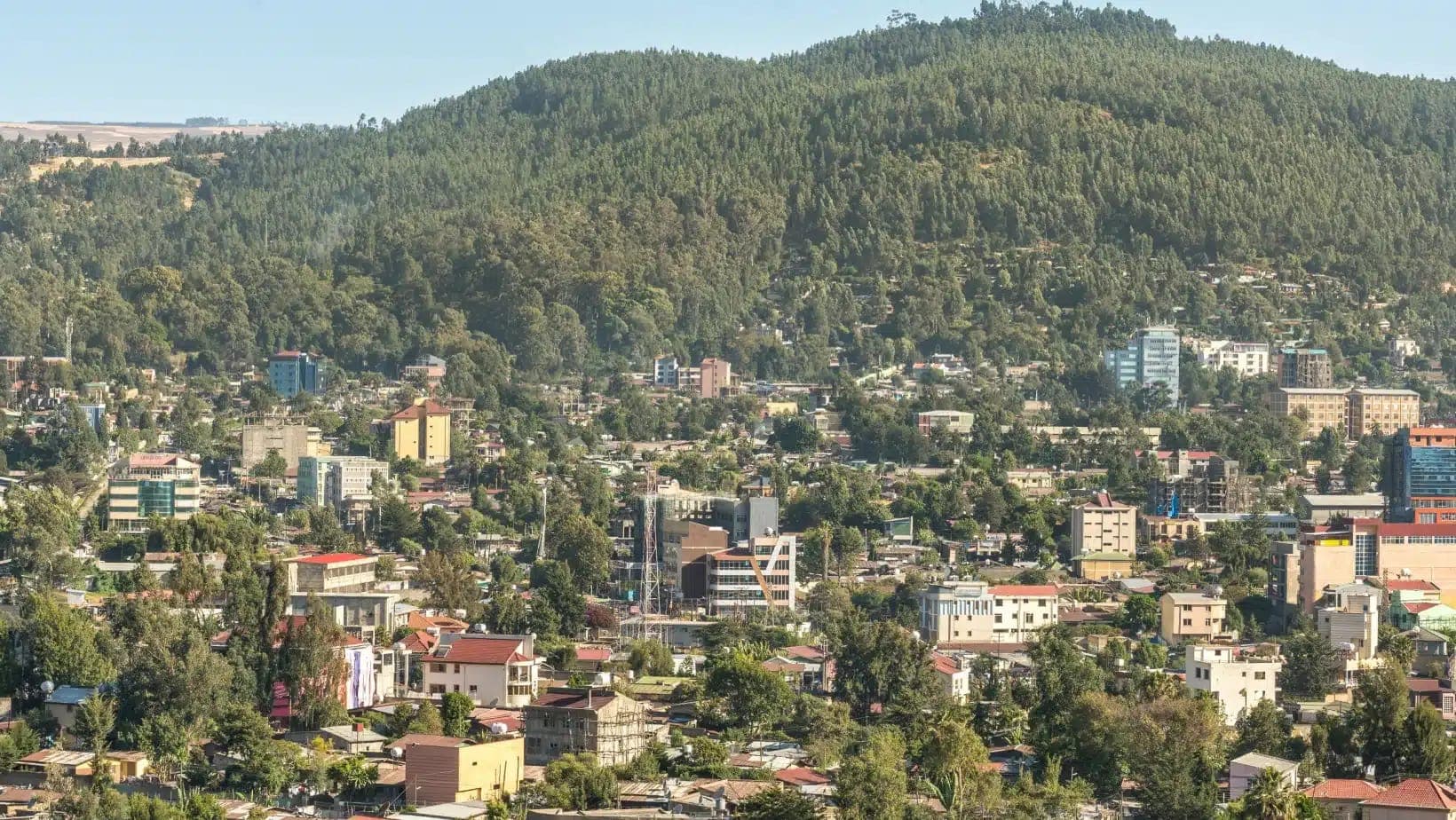 Addis Ababa neighborhoods climbing toward the forested Entoto hills