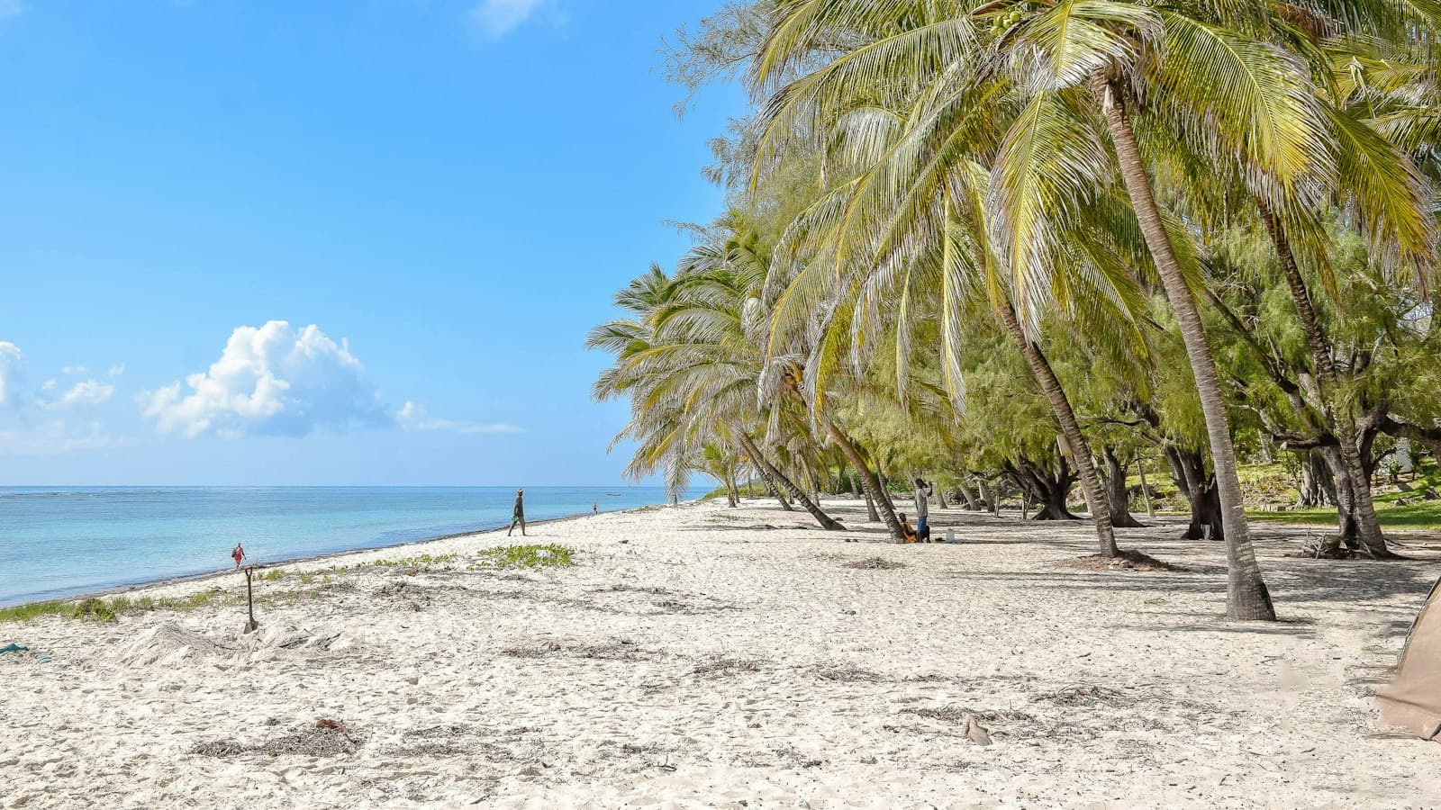 Palm trees leaning over a white sand beach on Kenya's Indian Ocean coast