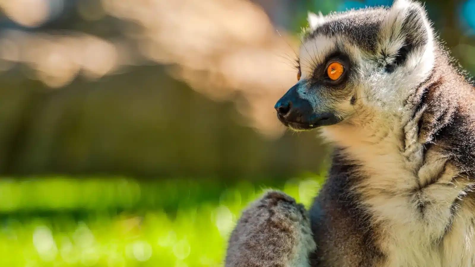 A ring-tailed lemur sitting in dappled sunlight, one of Madagascar's endemic species