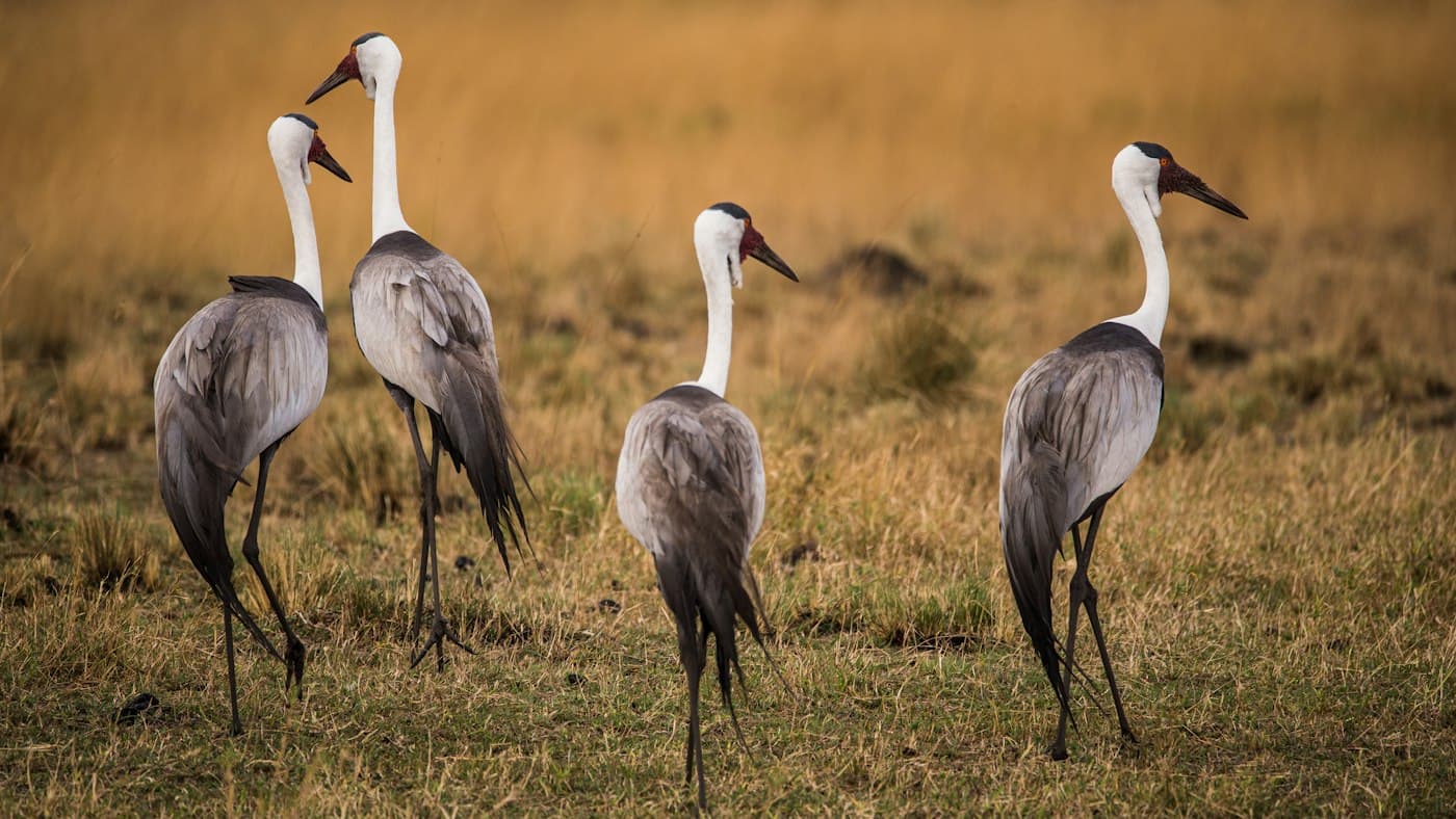 Four wattled cranes standing in golden grassland