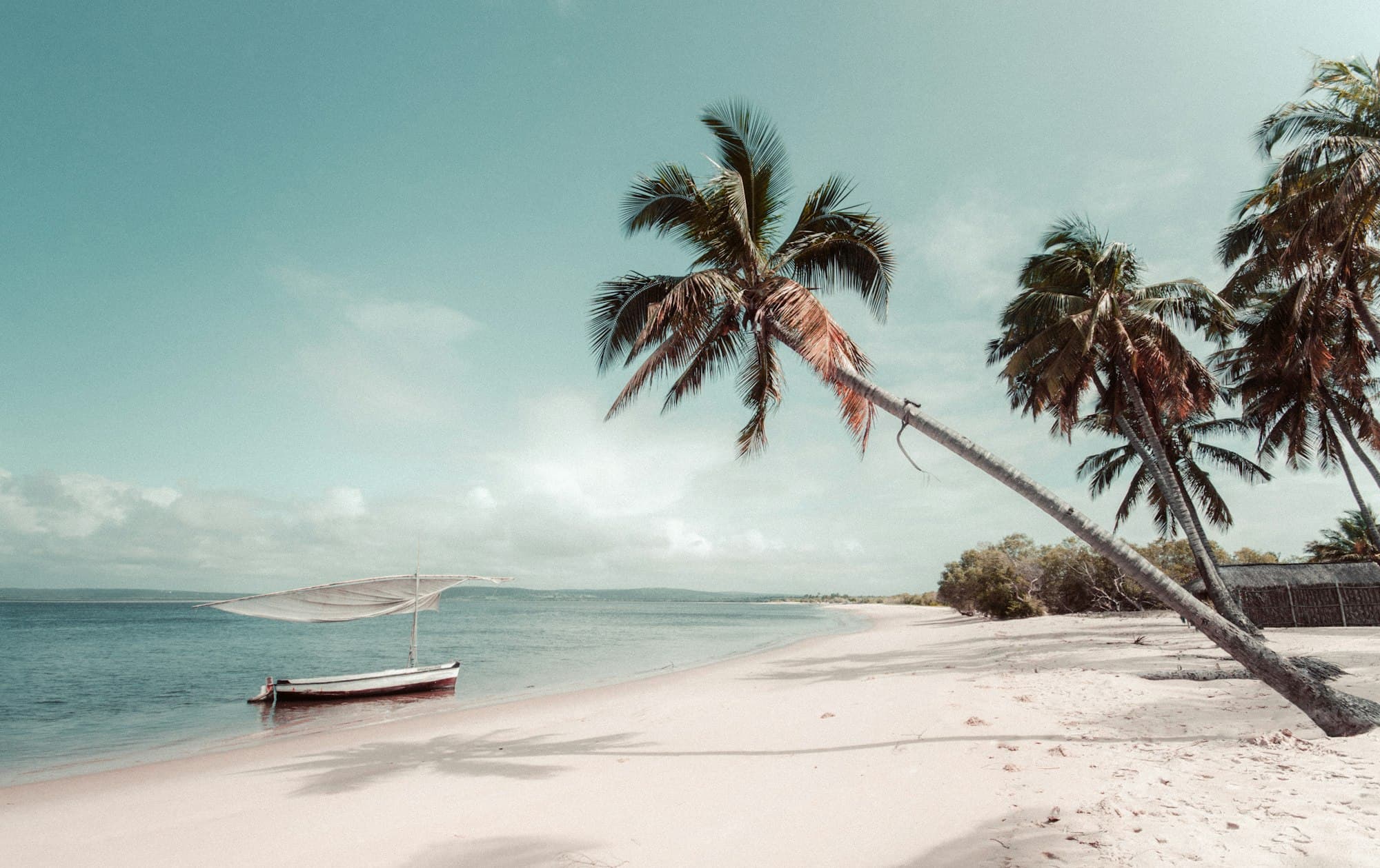A traditional sailboat pulled up on a white-sand beach lined with palm trees in Mozambique