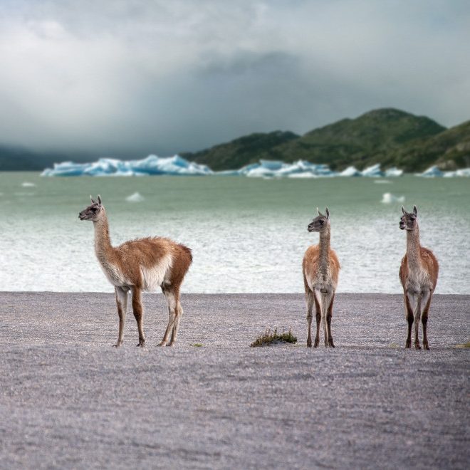 a-group-of-guanaco-lama-guanicoe-in-torres-del-paine-national-park-in-patagonia-in-southern-chile_t20_2gQ6kK