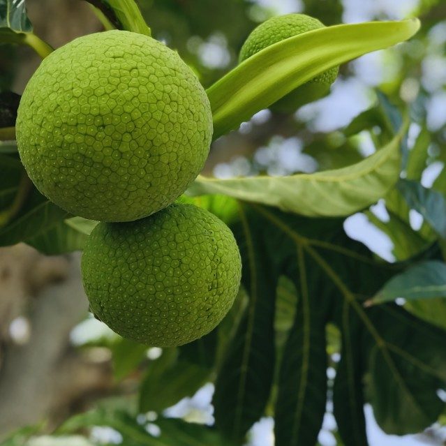 barbados tree-green-tropical-fruit-green-leaves-barbados-breadfruit-breadfruit-tree_t20_YE2j1X