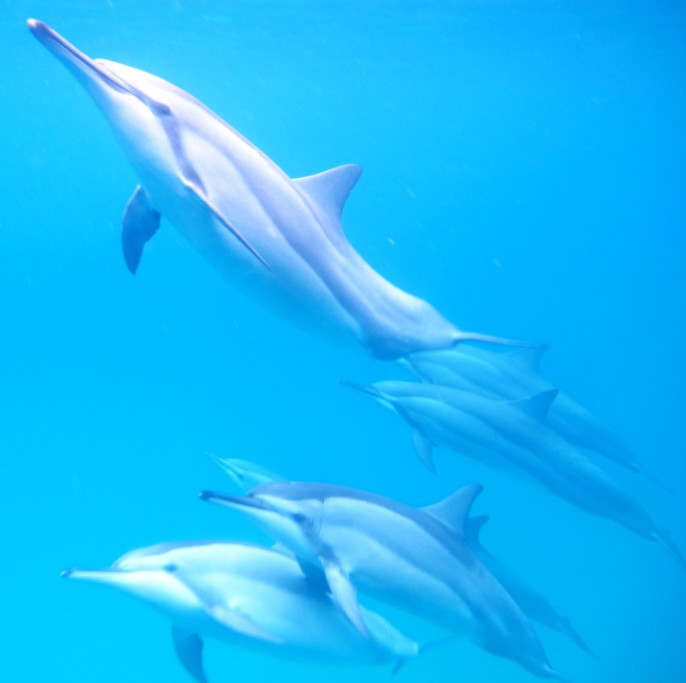 dolphins_t20_lol8Bb